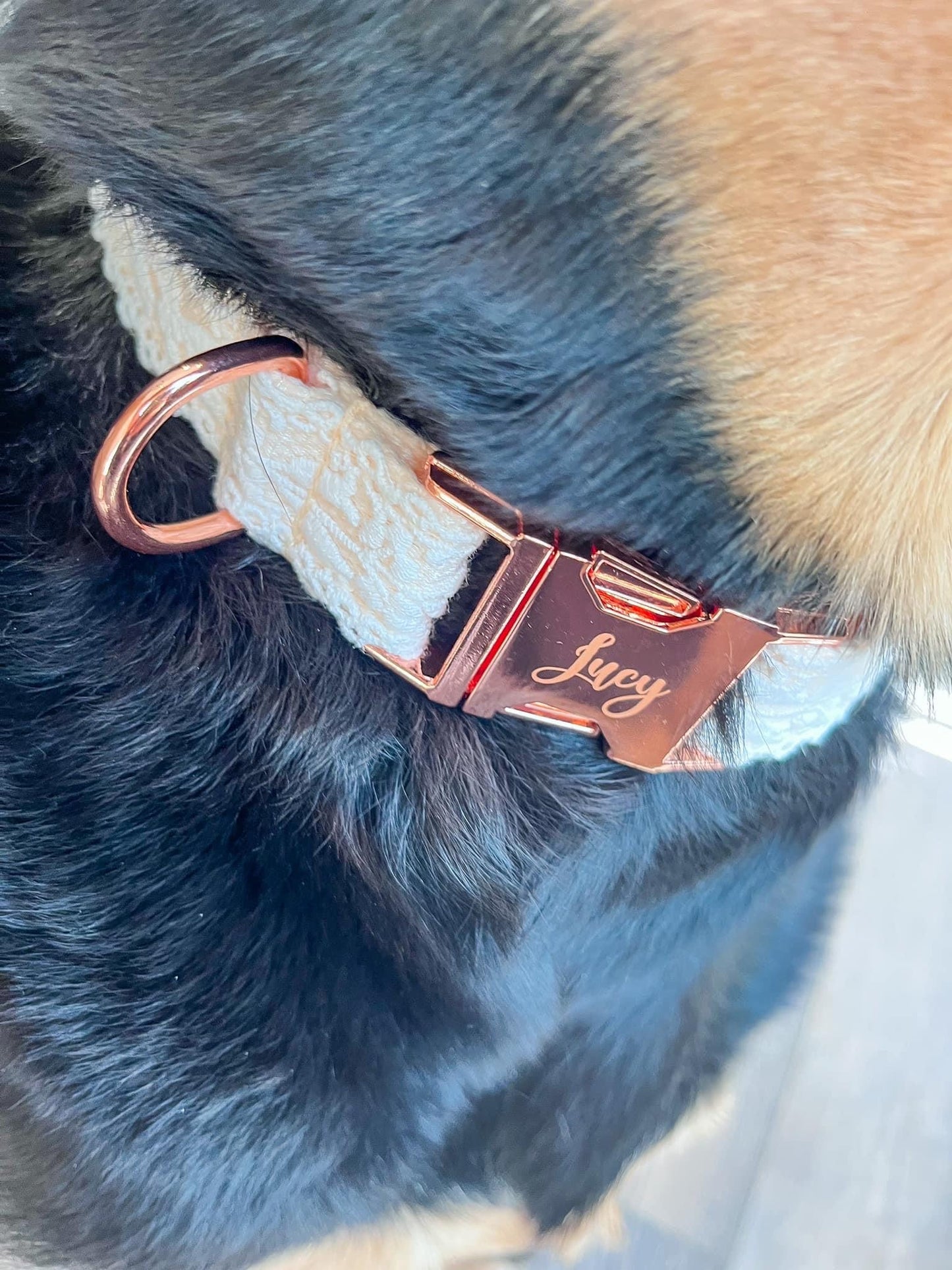 Engraved Dog Collar